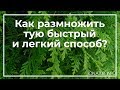 Как размножить тую быстрый и легкий способ? | toNature.Info