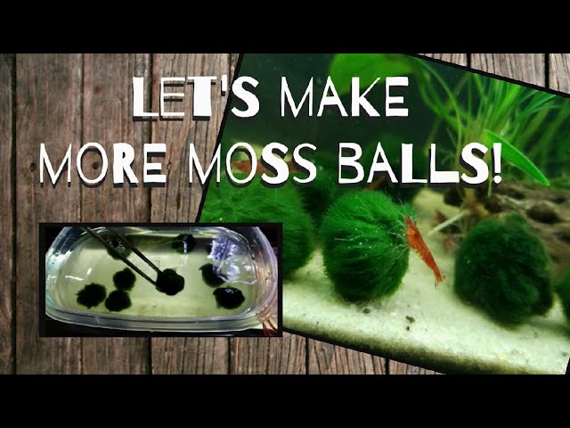 Viewpoint: Why You Should Get a Marimo Moss Ball – The Racquet Press