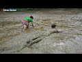 Skills Find Catfish in Mud Swamp for survival - Primitive Catch Unique fish in the dry season