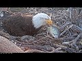 Big Bear Bald Eagles ..... Shadow brings live fish to the nest .... 4-25-2019