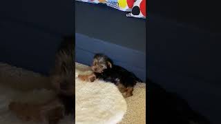 Ten weeks old puppy playing on his own