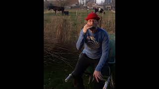" Stenka Razin (Volga Volga) " 5 #harmonica #cows #horse #countryside #humor #funny #entertainment