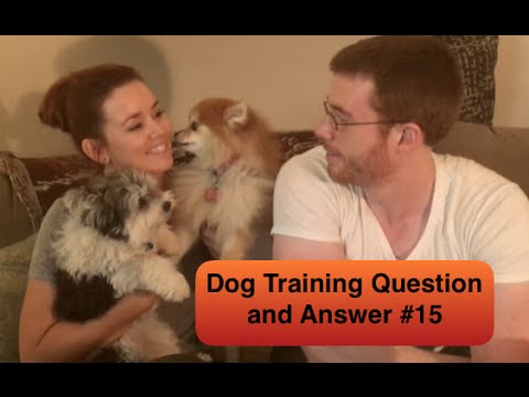 Dog Training Question and Answer #15-Crate aggression, Food Guarding and more puppy paradise