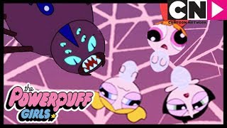 Powerpuff Girls | Happy Halloween 🕸 Fighting Spiders | Cartoon Network