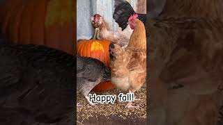 Celebrity Chicken pumpkin carving #adayinmylife #animalrescue #family #farm #chicken #pumpkin #fall #halloween Net Worth