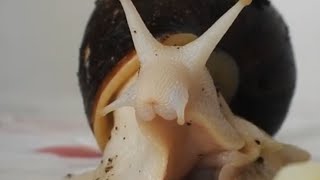 EXTREME close up of GIANT snails eating, Macro lense