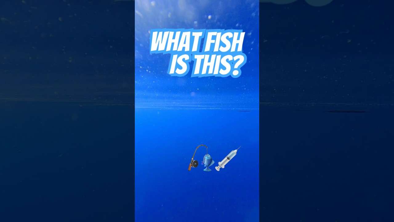 S02C SHORT: What fish is this?