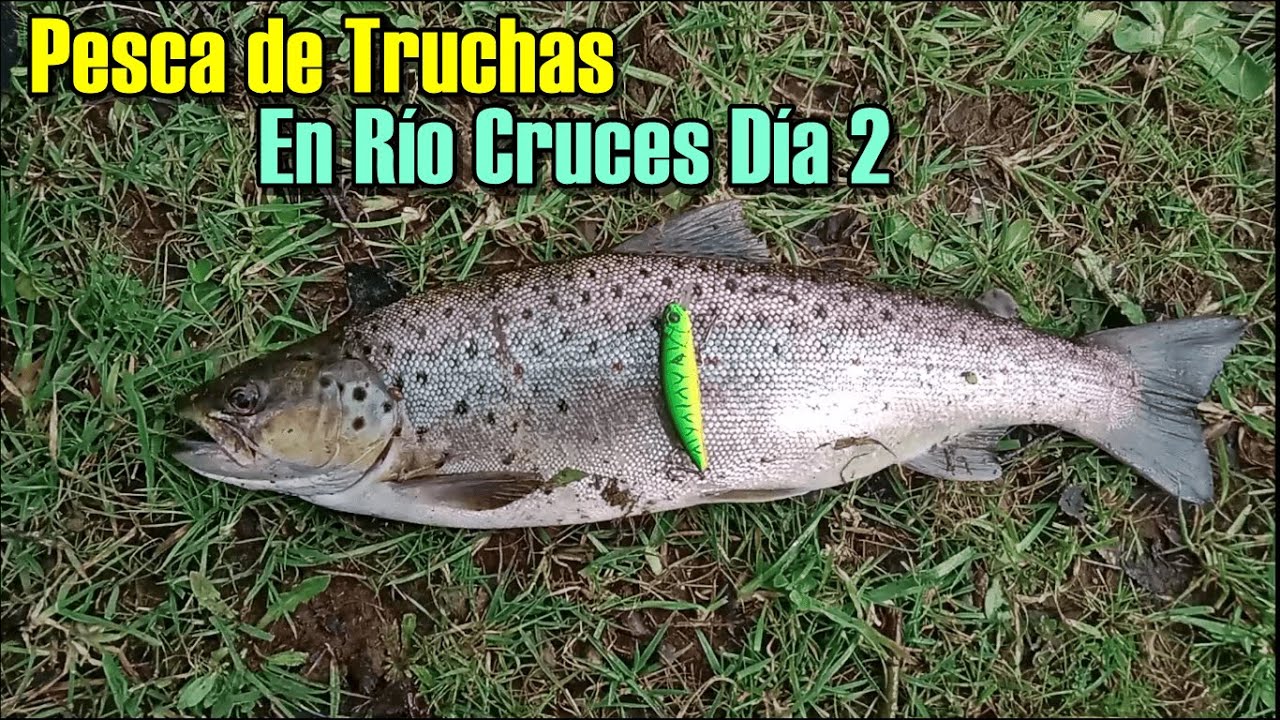 Pesca de Truchas en Río Cruces Día 2