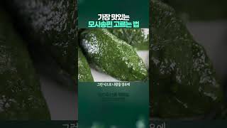가장 맛있는 모시송편 고르는 법