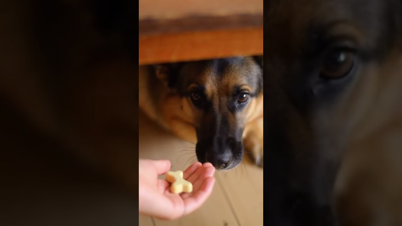 The  Aggressive  Rescue s Fear 