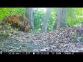 Grey Squirrel in the Woods