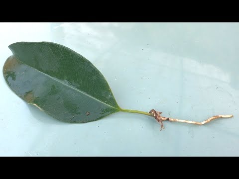 Video: Ficus Cây Lá Chuối - Mẹo Trồng Cây Lá Chuối