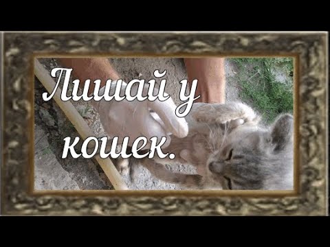 Лишай у кошек? Лечение лишая. Фунгин ФОРТЕ.
