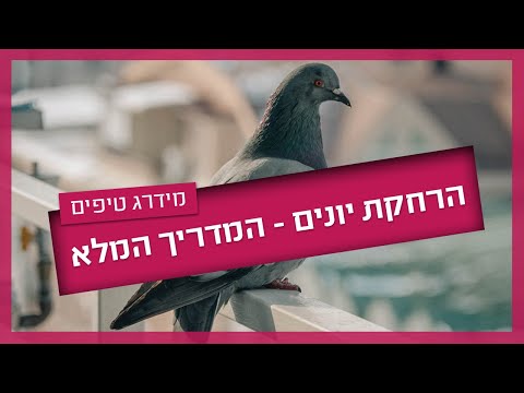 הרחקת יונים - המדריך המלא
