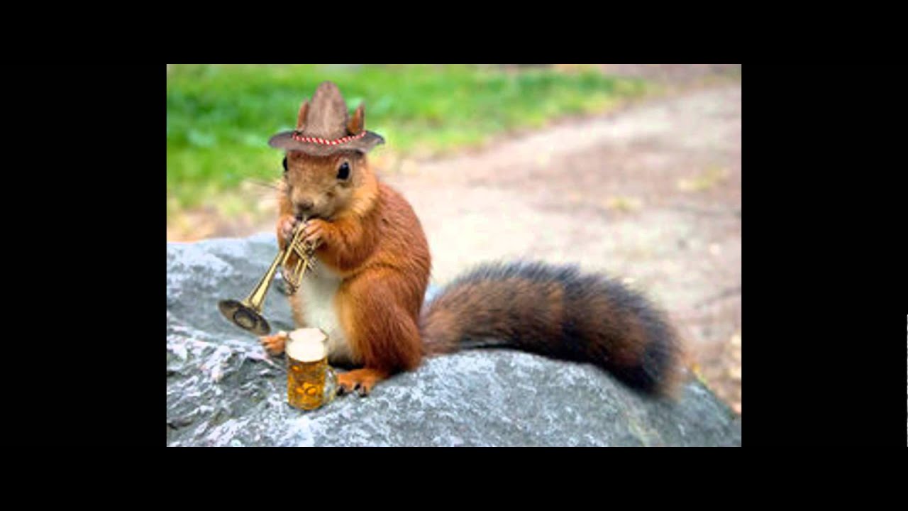 Trumpet Animals YouTube