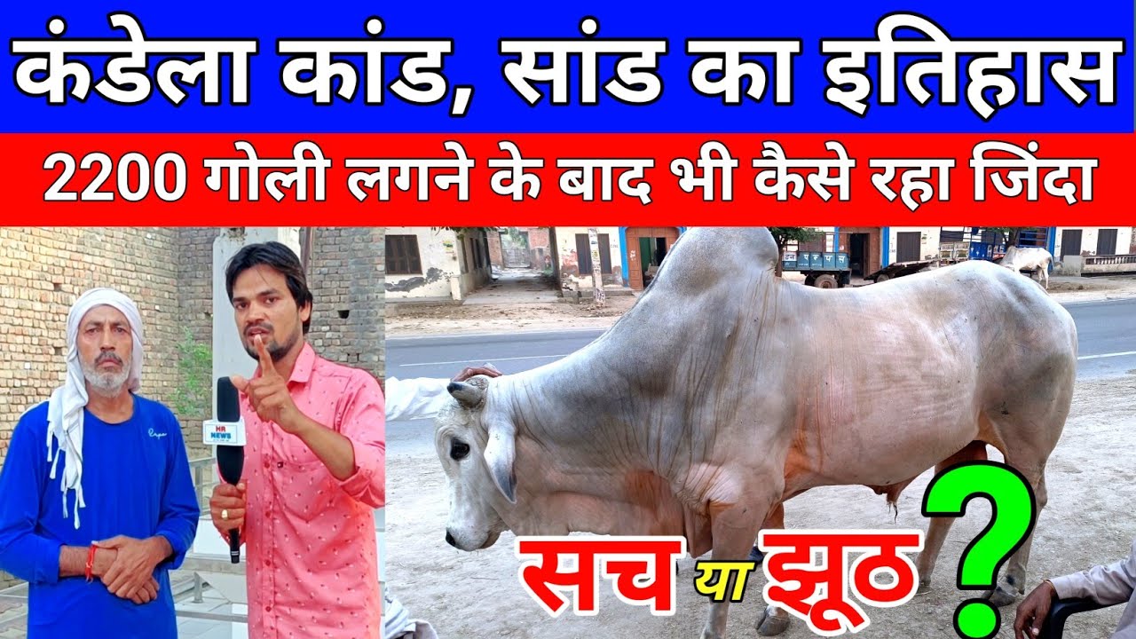 कंडेला कांड, सांड की कहानी, 2200 लगने के बाद भी जिंदा kandela news, kandela kand jind haryana,