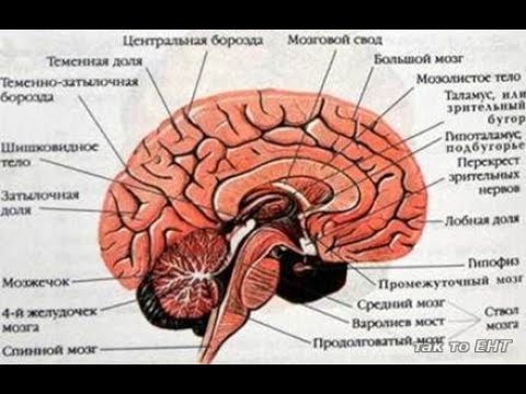 Синдромы поражения и дисфункции лимбической системы мозга