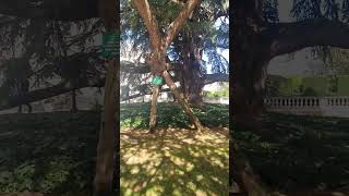 Cedru De Liban - De 219 Ani
