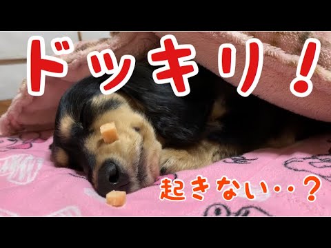 Zzz 寝ているダックスのそばにオヤツを置いてみたら 期待通りのリアクションで笑えてきた 動画 Yahoo Japan