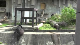 シャバーニ荒れる gorilla which acts violently