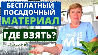 картинка: Как сохранить ЦВЕТЫ на следующий сезон? Семена сильно подорожали