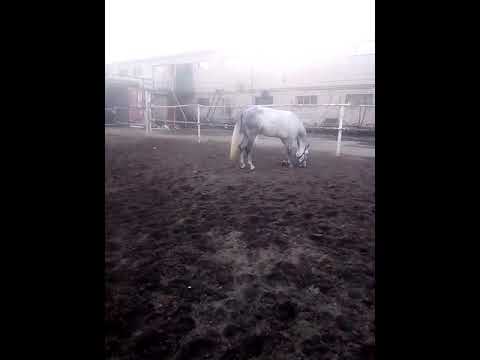 Орловец на ютубе последнее. Орловец на ютубе последнее. Орловец ютуб. Орловец на ютубе последнее. Орловец на ютубе последнее.