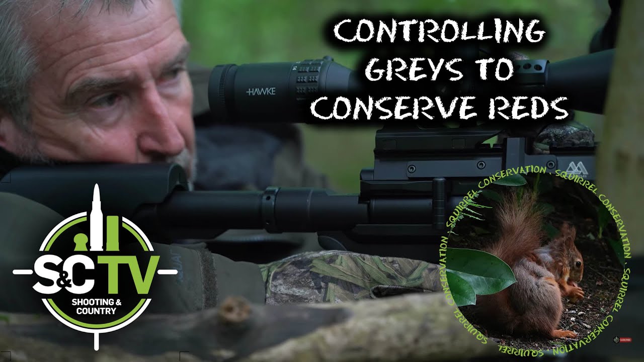 S&C TV | Red squirrel conservation: controlling greys with Mick Garvey