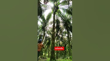 Quick harvest full of large palm oil tricks with a sharp sickle