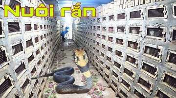 việc nhẹ lương cao kiếm tiền tỷ một năm || chỉ cho 4000 con rắn hổ mang ăn - làng nghề nuôi rắn  VN