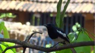 Megpai Robin - Dayal Bird screenshot 4