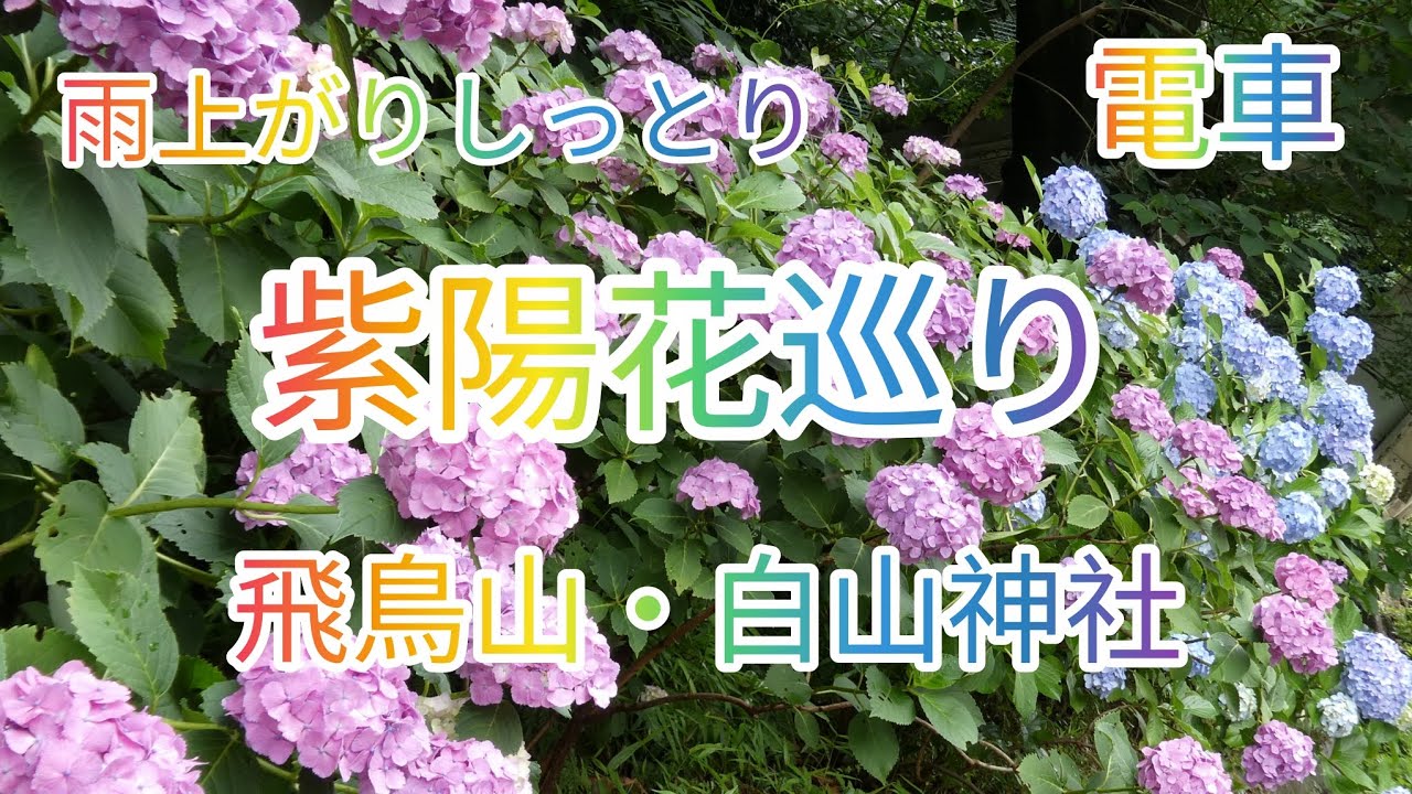 引っ越し断捨離▶プロ必読様 リクエスト 3点 まとめ商品　紫陽花　アジサイ 雨上がりしっとり 紫陽花花巡り 電車 飛鳥山・白山神社2026年6月8日