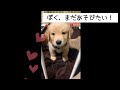 ゴールデンレトリバー　2ヵ月　子犬