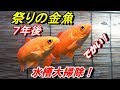 [最も人気のある！] 金魚 太る 139932-金魚 太る 病気