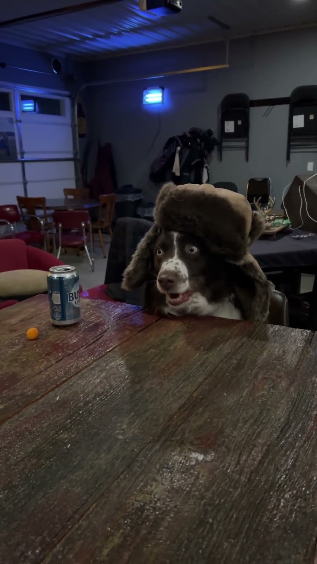 When You Are Bored at Home and the Dog Wants to Hang Out With You || ViralHog