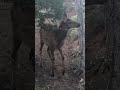 Sounds of Nature #subscribe #elk #beautiful #mountains #nature #animals #wildlife #shorts #fyp #fypシ