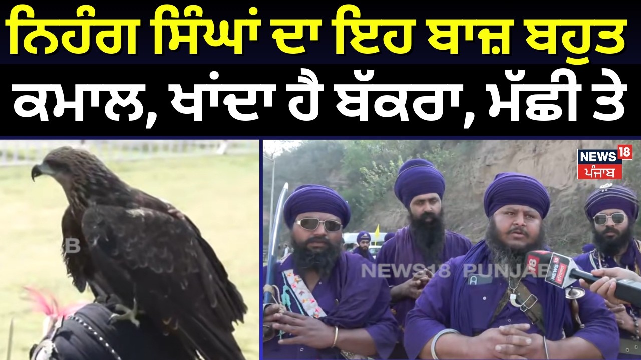 Anandpur Sahib | ਨਿਹੰਗ ਸਿੰਘਾਂ ਦਾ ਇਹ ਬਾਜ਼ ਬਹੁਤ ਕਮਾਲ, ਖਾਂਦਾ ਹੈ ਬੱਕਰਾ, ਮੱਛੀ ਤੇ  | Hola Mohalla | N18V