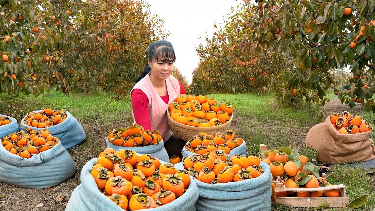 The Last Persimmon Harvest of the Year, Go to Market Sell | Phuong Harvest Life