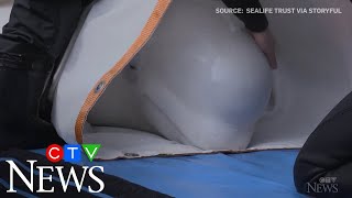 Once-captive beluga whales relocated in Iceland sanctuary