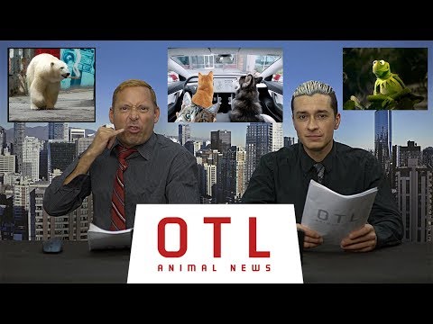 OTL Animal news Polar bears invade Russia and Tesla's dog mode, Bear Grylls