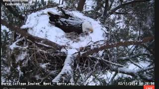 Berry Eagle Cam 2/11/14 snowy nest