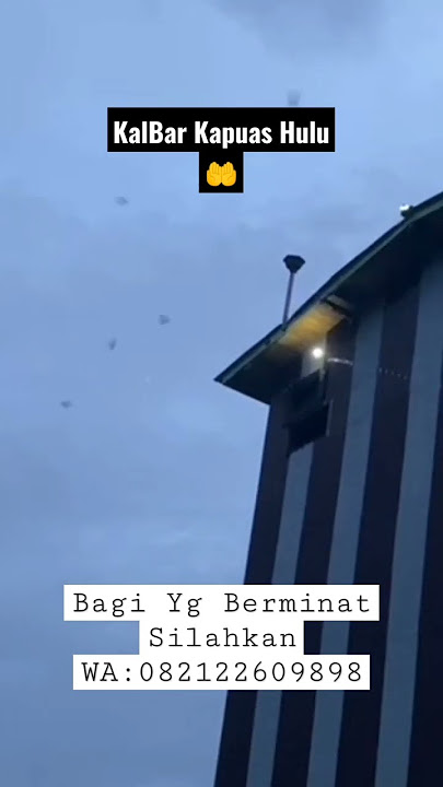 MULAI 30-12-2022 SAMPAI 11 MARET 2023 MAKIN JOS TARIKANNYA #shorts #petaniwalet #suarawalet