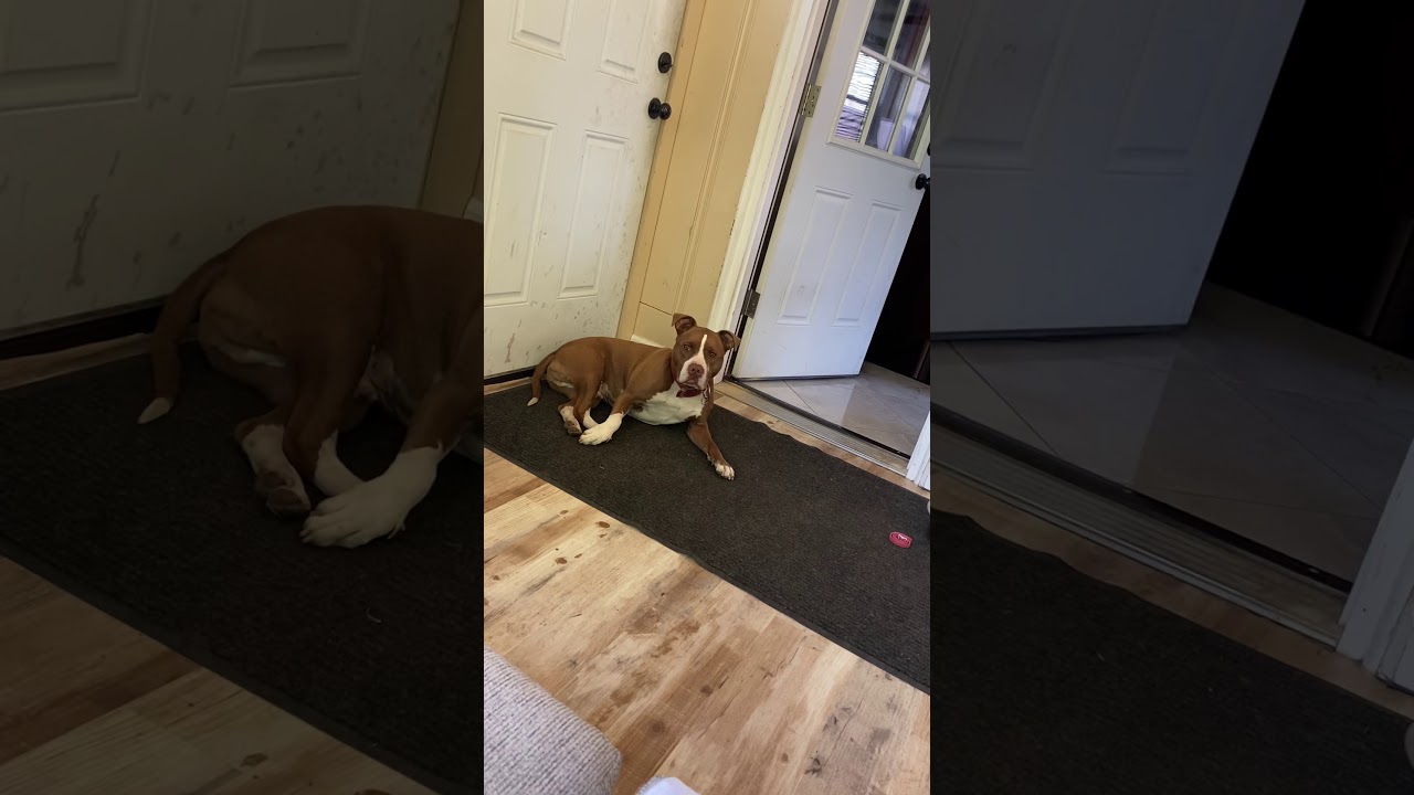 Dogs flirting YouTube