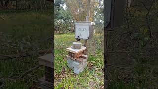 3rd update #bee #swarm #august #2025  in brush in #apiary #farmlife Topbar #Hive