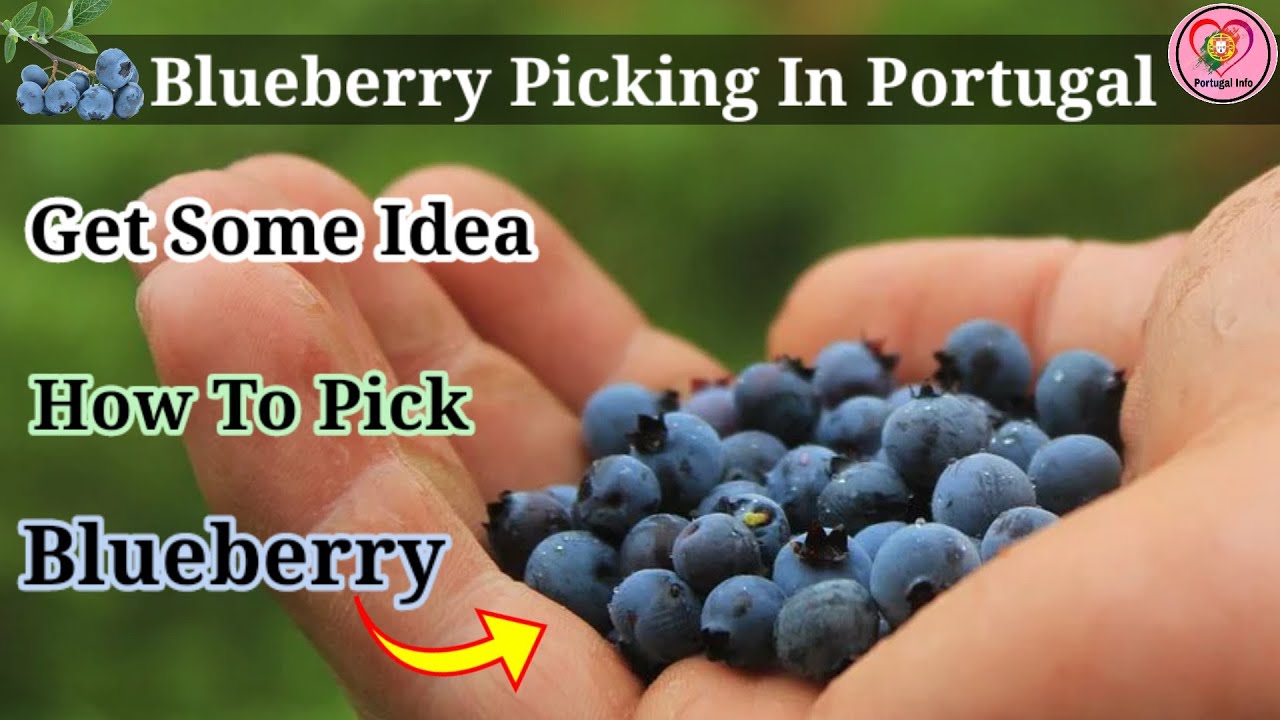 Agriculture Job Blueberry Picking In Portugal Get some idea how to
