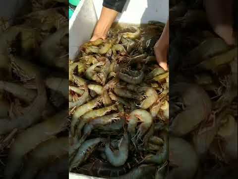 Extensive Shrimp pond