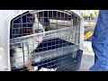 【総集編】飼い主を亡くした老犬バーニーズを保護してからの全記録