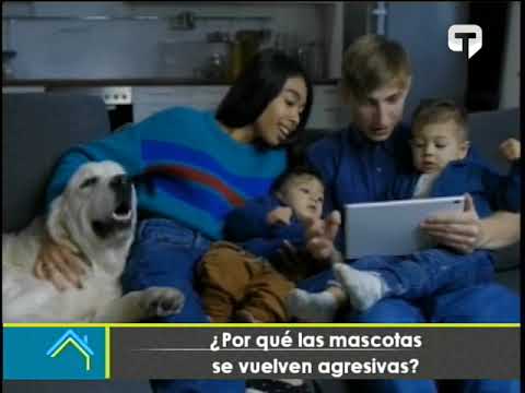 ¿Por qué las mascotas se vuelven agresivas?