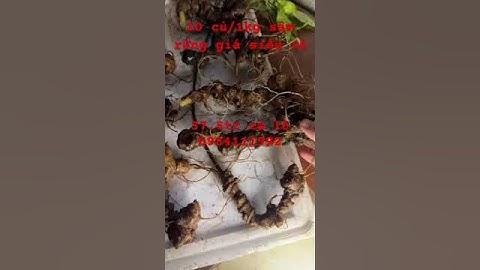 Cực kỳ vip 10 củ 1kg #sâm rừng nhìn đã thấy độ già và chất, giá lại cực rẻ 37.5tr #sâm_lai_châu_rừng