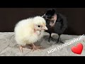 ‼Инкубация голошейки‼Цыплята‼