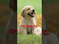 प्यारा टीटू#doglove #lifeisbutadream #positivevibes #funny #love #streetdog #whowillbemylifepartnert